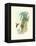 Hummingbird Delight III-John Gould-Framed Stretched Canvas