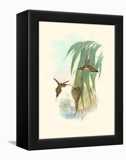 Hummingbird Delight III-John Gould-Framed Stretched Canvas