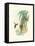 Hummingbird Delight III-John Gould-Framed Stretched Canvas