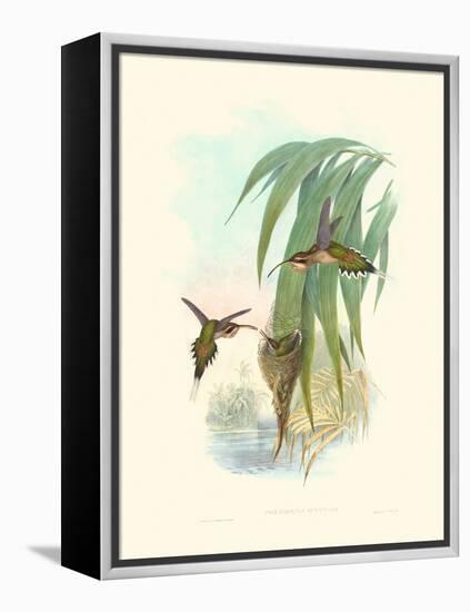 Hummingbird Delight III-John Gould-Framed Stretched Canvas