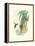 Hummingbird Delight III-John Gould-Framed Stretched Canvas