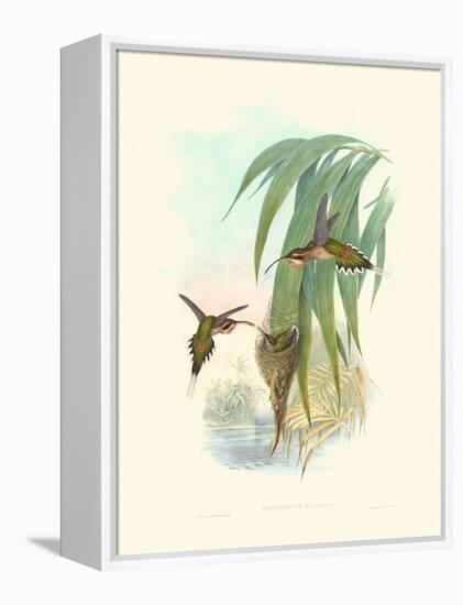 Hummingbird Delight III-John Gould-Framed Stretched Canvas