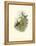 Hummingbird Delight IV-John Gould-Framed Stretched Canvas