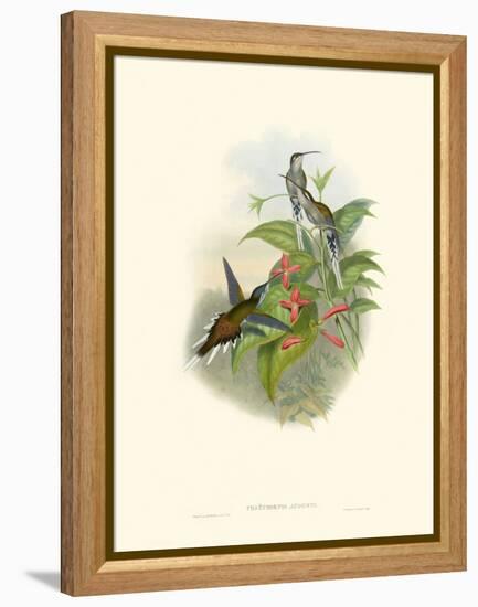 Hummingbird Delight IV-John Gould-Framed Stretched Canvas