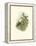 Hummingbird Delight IV-John Gould-Framed Stretched Canvas