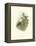 Hummingbird Delight IV-John Gould-Framed Stretched Canvas
