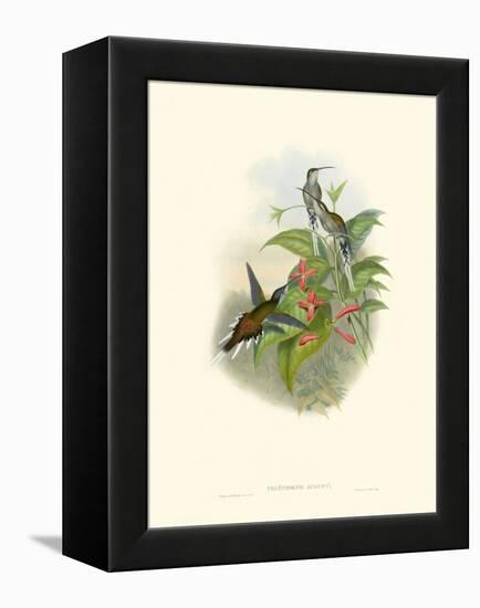 Hummingbird Delight IV-John Gould-Framed Stretched Canvas