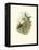 Hummingbird Delight IV-John Gould-Framed Stretched Canvas