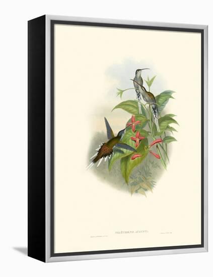 Hummingbird Delight IV-John Gould-Framed Stretched Canvas