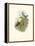 Hummingbird Delight IV-John Gould-Framed Stretched Canvas