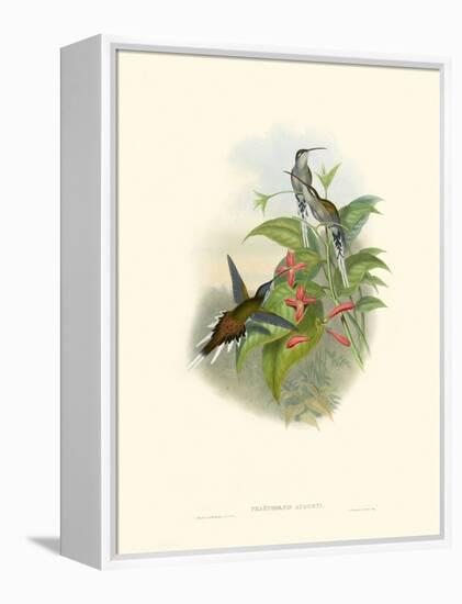 Hummingbird Delight IV-John Gould-Framed Stretched Canvas