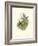 Hummingbird Delight IV-John Gould-Framed Art Print