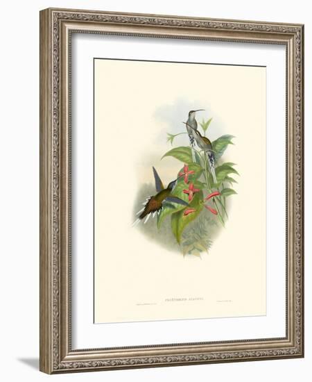 Hummingbird Delight IV-John Gould-Framed Art Print