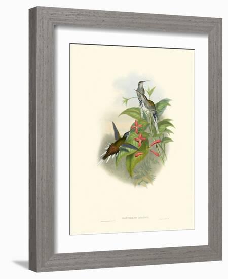 Hummingbird Delight IV-John Gould-Framed Art Print