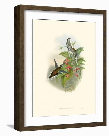 Hummingbird Delight IV-John Gould-Framed Art Print