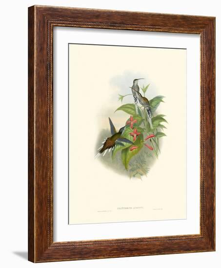 Hummingbird Delight IV-John Gould-Framed Art Print