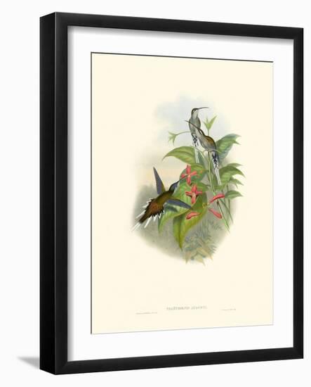 Hummingbird Delight IV-John Gould-Framed Art Print