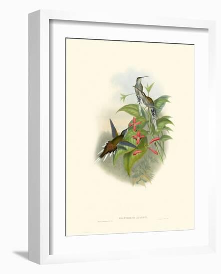 Hummingbird Delight IV-John Gould-Framed Art Print