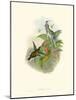 Hummingbird Delight IV-John Gould-Mounted Art Print