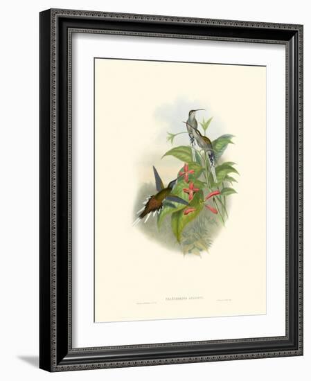 Hummingbird Delight IV-John Gould-Framed Art Print