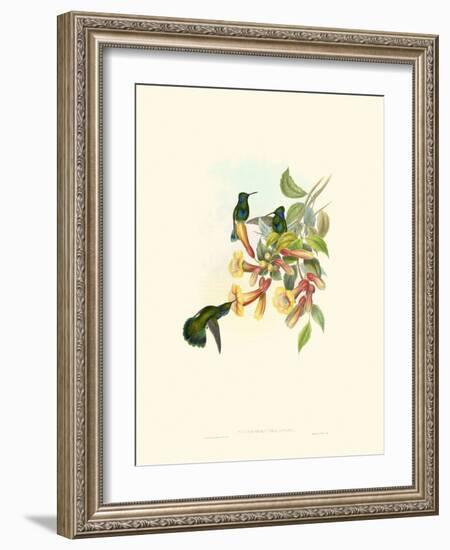 Hummingbird Delight IX-John Gould-Framed Art Print