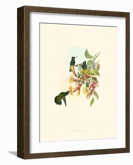 Hummingbird Delight IX-John Gould-Framed Art Print