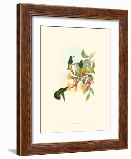 Hummingbird Delight IX-John Gould-Framed Art Print