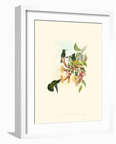 Hummingbird Delight IX-John Gould-Framed Art Print