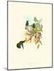 Hummingbird Delight IX-John Gould-Mounted Art Print