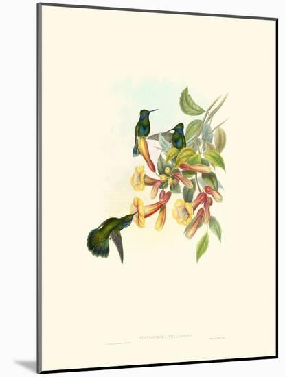 Hummingbird Delight IX-John Gould-Mounted Art Print