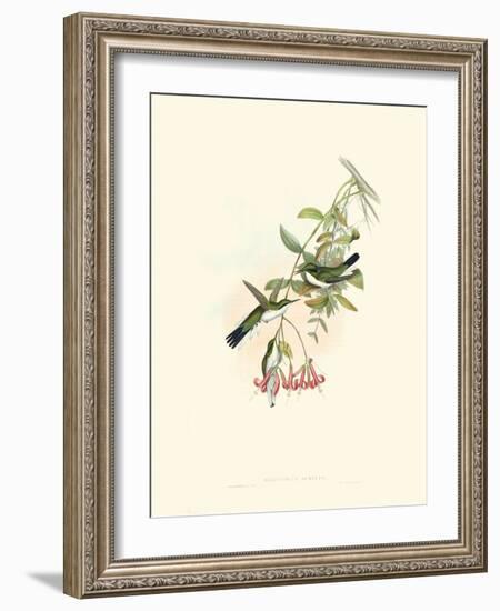 Hummingbird Delight V-John Gould-Framed Art Print