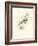 Hummingbird Delight V-John Gould-Framed Art Print