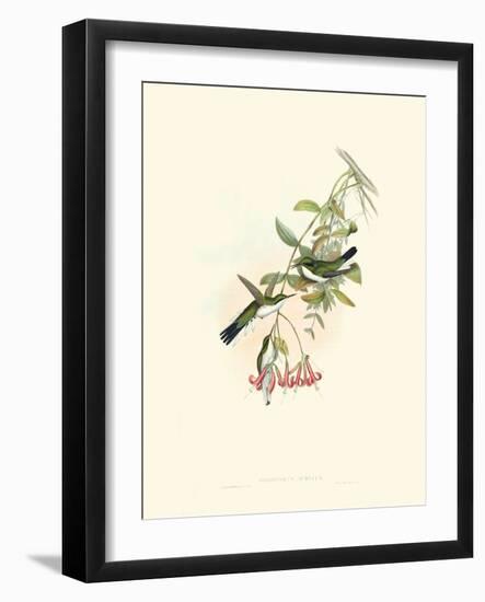 Hummingbird Delight V-John Gould-Framed Art Print