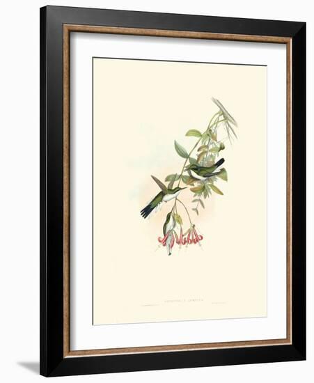 Hummingbird Delight V-John Gould-Framed Art Print