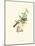 Hummingbird Delight V-John Gould-Mounted Art Print