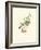 Hummingbird Delight V-John Gould-Framed Art Print