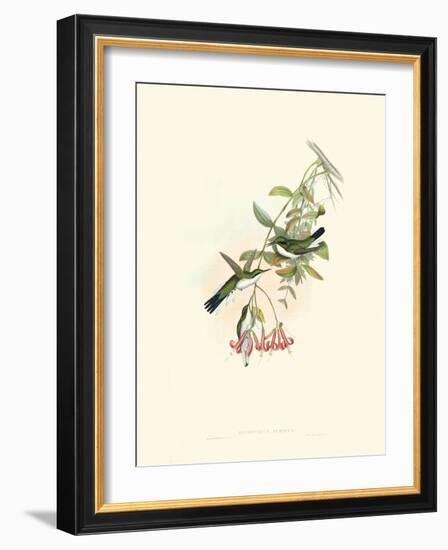 Hummingbird Delight V-John Gould-Framed Art Print