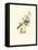 Hummingbird Delight V-John Gould-Framed Stretched Canvas