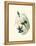 Hummingbird Delight VI-John Gould-Framed Stretched Canvas