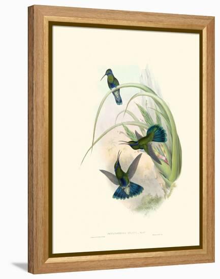 Hummingbird Delight VI-John Gould-Framed Stretched Canvas