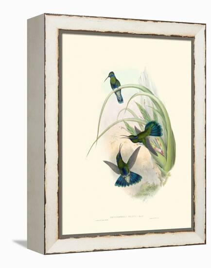 Hummingbird Delight VI-John Gould-Framed Stretched Canvas