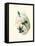 Hummingbird Delight VI-John Gould-Framed Stretched Canvas