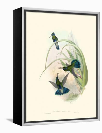 Hummingbird Delight VI-John Gould-Framed Stretched Canvas