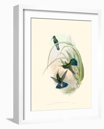 Hummingbird Delight VI-John Gould-Framed Art Print