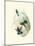 Hummingbird Delight VI-John Gould-Mounted Art Print