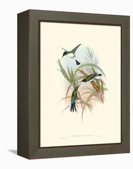 Hummingbird Delight VII-John Gould-Framed Stretched Canvas