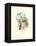 Hummingbird Delight VII-John Gould-Framed Stretched Canvas