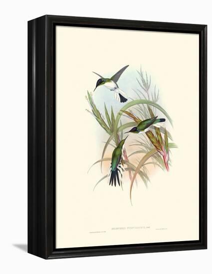 Hummingbird Delight VII-John Gould-Framed Stretched Canvas