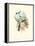 Hummingbird Delight VII-John Gould-Framed Stretched Canvas
