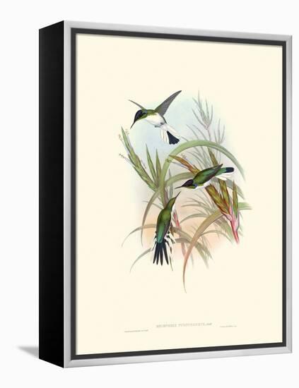 Hummingbird Delight VII-John Gould-Framed Stretched Canvas